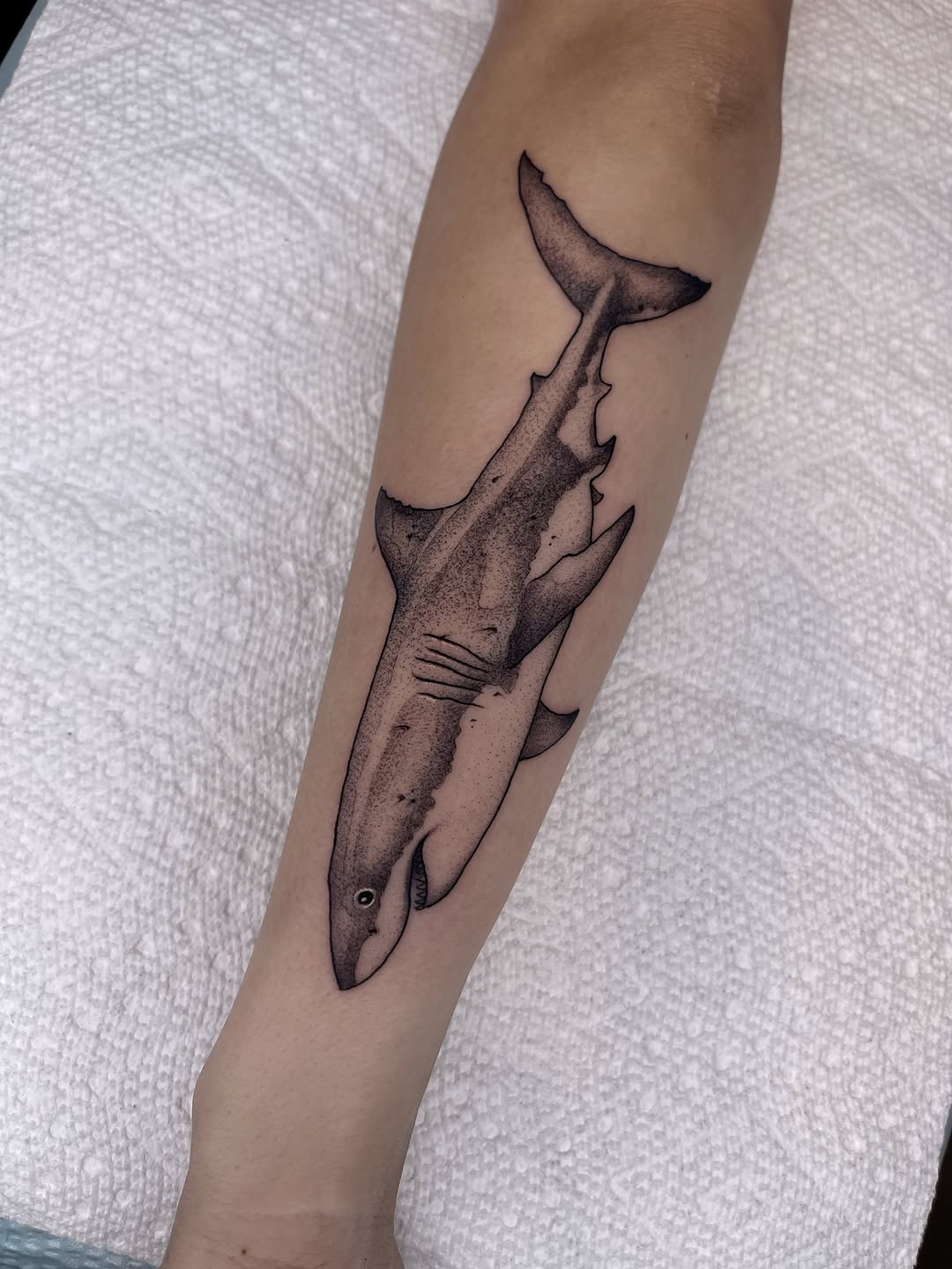 Shark tattoo on forearm with detailed shading, gill marks visible, rendered in black and grey with soft gradient transitions.